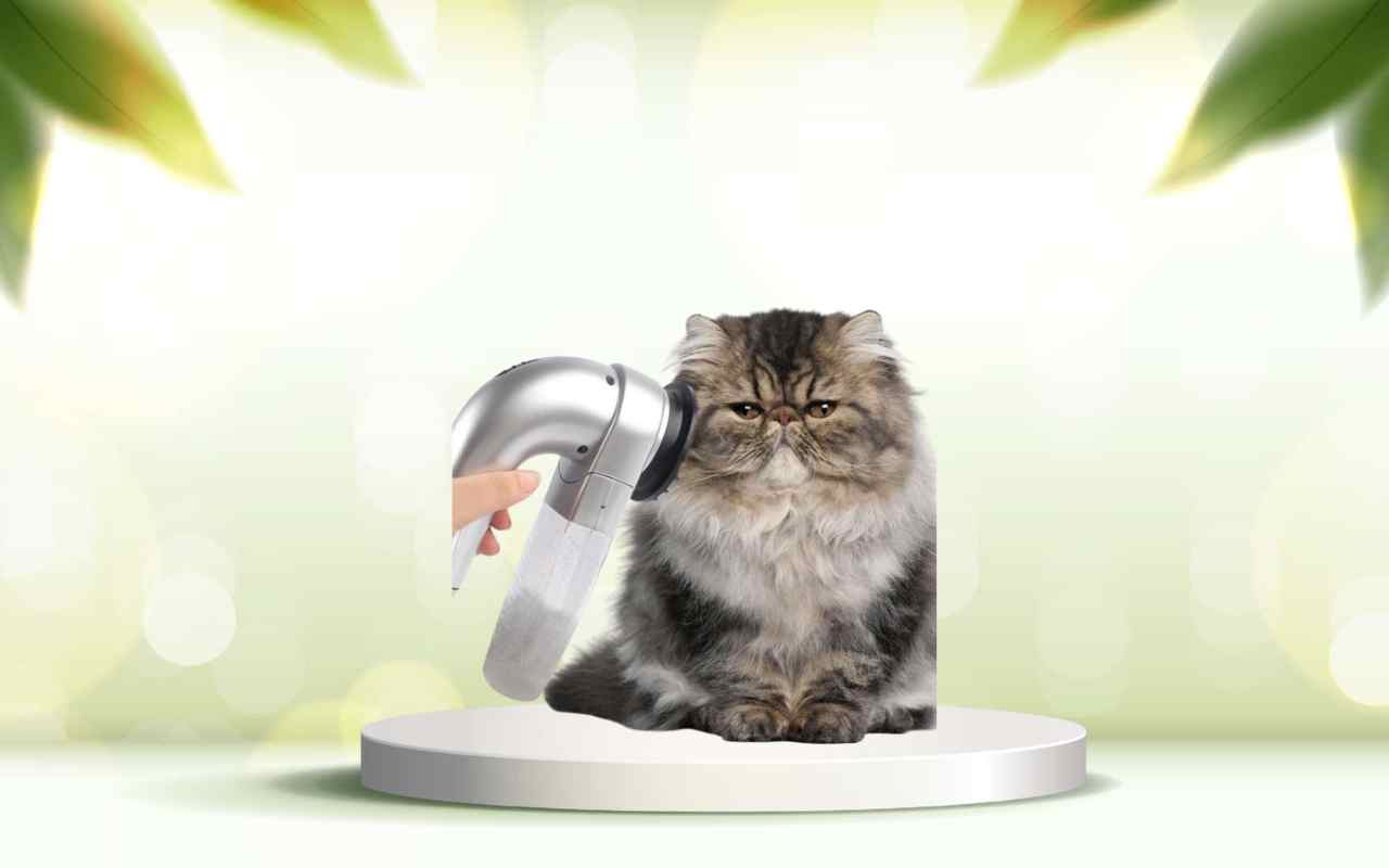 Scopri SpazzolAmica: elimina i peli degli animali e vivi una casa più pulita